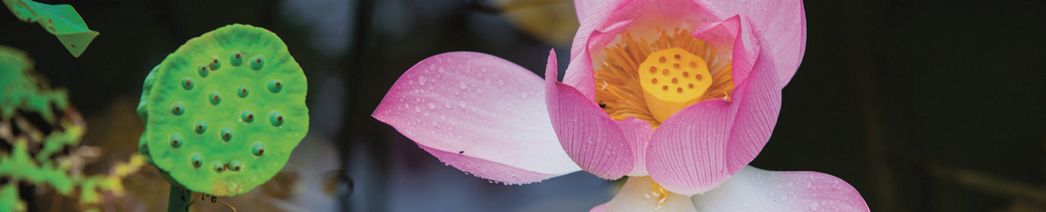 Ehrenamt Tianai Qigong