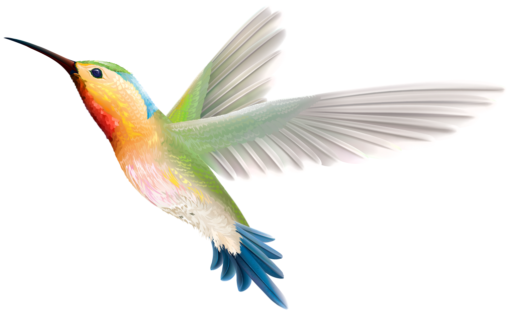 bird-5643642