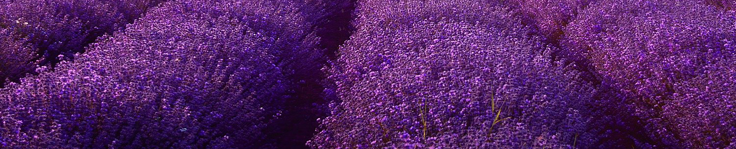 lavender-1500x304_Slider schmal